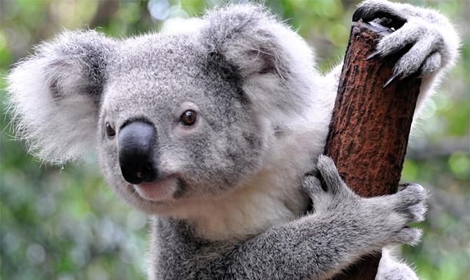 Интересные факты о коала Что общего у коалы и человека